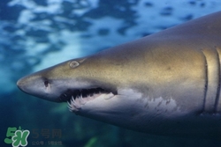 鯊魚皮可以吃嗎?鯊魚皮的功效與作用 鯊魚皮可以吃嗎?鯊魚皮的功效與作用