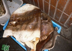 鯊魚皮可以吃嗎?鯊魚皮的功效與作用 鯊魚皮可以吃嗎?鯊魚皮的功效與作用