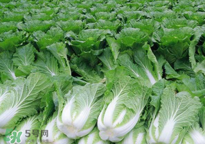 臘月吃什么蔬菜？臘月吃什么素菜？