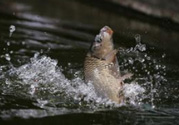 立春能釣魚嗎？立春好釣魚嗎？