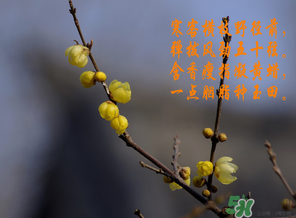 臘月有什么時(shí)候好日子？臘月有幾個(gè)黃道吉日？