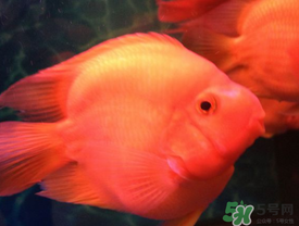 魚眼睛紅了怎么回事？魚眼睛變紅是什么原因？