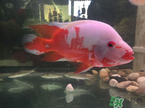 魚眼睛紅了怎么回事？魚眼睛變紅是什么原因？