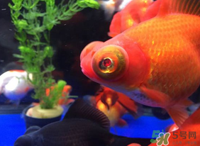 魚眼睛紅了怎么回事？魚眼睛變紅是什么原因？