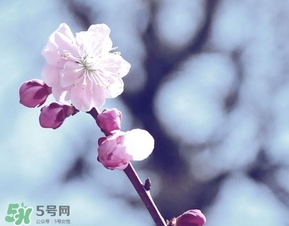 立春吃什么蔬菜？立春時令蔬菜推薦