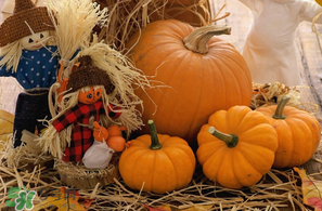 南瓜多少錢一斤？南瓜一畝能收多少斤？