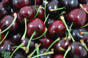 冬天可以吃車厘子嗎？冬天的車厘子能吃嗎？