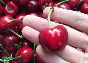 冬天可以吃車厘子嗎？冬天的車厘子能吃嗎？