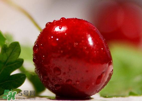 車厘子每天吃多少合適？車厘子一天吃多少最好？