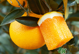 為什么橙子里面有個小橙子？橙子里面的小橙子能吃嗎？