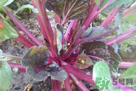 紅菜苔熱量高嗎？吃紅菜苔嗎會(huì)胖嗎？