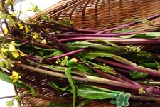 紅菜苔是苦的嗎？紅菜苔為什么有苦味？