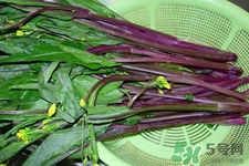 紅菜苔是苦的嗎？紅菜苔為什么有苦味？