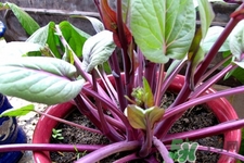 紅菜苔的花可以吃嗎？紅菜苔上面的花能吃嗎？