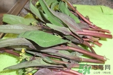 紅菜苔怎么挑選？如何挑選紅菜苔？