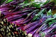 紅菜苔怎么挑選？如何挑選紅菜苔？