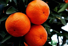 橘子皮發(fā)霉可以吃嗎？吃了發(fā)霉的橘子怎么辦？