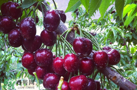 車?yán)遄釉趺幢４婧?？車?yán)遄釉趺幢ｕr？