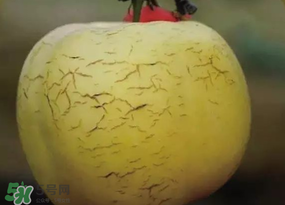 蘋(píng)果裂紋能吃嗎？蘋(píng)果裂紋是怎么回事？