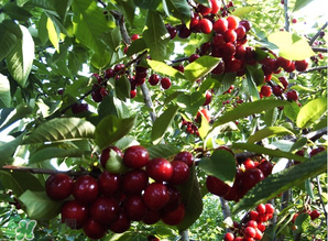 車厘子什么顏色好？車厘子顏色越深越好嗎？