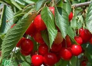 車厘子什么季節(jié)吃？車厘子是什么季節(jié)的水果？