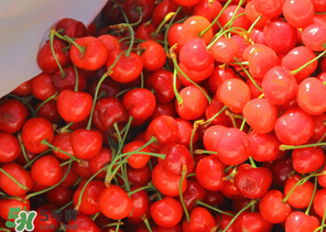 車厘子什么季節(jié)吃？車厘子是什么季節(jié)的水果？