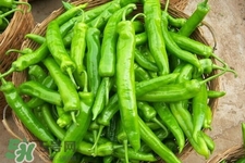青椒可以放冰箱嗎？為什么青椒不能放冰箱？