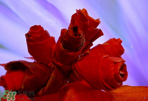 情人節(jié)送什么顏色的玫瑰花好？情人節(jié)送幾朵玫瑰花好？