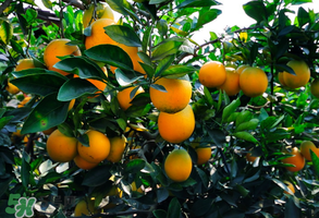 臍橙多少錢一斤？贛南臍橙多少錢一斤？