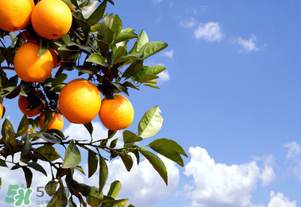 臍橙多少錢一斤？贛南臍橙多少錢一斤？