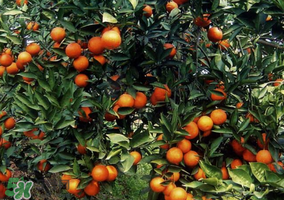 血橙多少錢一斤？四川血橙多少錢一斤？