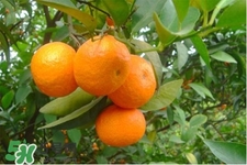 冰糖橘怎么挑選？如何挑選冰糖橘？