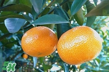 高血壓能吃橘子嗎？高血壓病人可以吃橘子嗎？