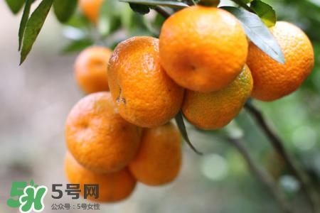 如何挑選蜜桔？蜜桔怎么挑選？