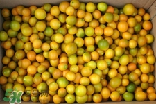 貢桔上火嗎？貢桔吃多了上火嗎？