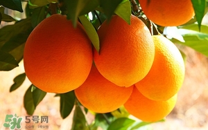 吃臍橙會(huì)上火嗎？臍橙吃多了會(huì)上火嗎？