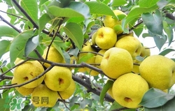 冬天吃梨子太冰怎么辦？冬天怎么吃梨子不冰？