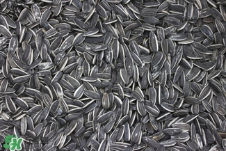 冬天吃瓜子上火怎么辦？冬天瓜子吃多了上火怎么辦？