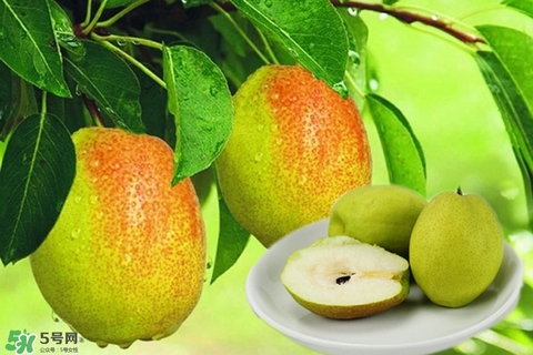 來月經(jīng)可以吃香梨嗎？月經(jīng)期間可以吃香梨嗎？