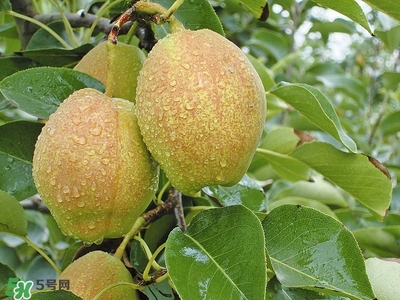 來月經(jīng)可以吃香梨嗎？月經(jīng)期間可以吃香梨嗎？