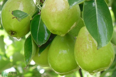 香梨的皮能吃嗎？香梨皮的好處