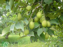 香梨的皮能吃嗎？香梨皮的好處