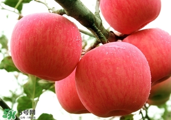 冬天蘋果太涼怎么吃？冬天蘋果太涼怎么給寶寶吃？