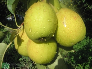 香梨表面的蠟怎么去除？如何去除香梨表面的蠟？