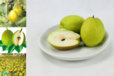 黃香梨好吃還是綠香梨？香梨什么樣的好？