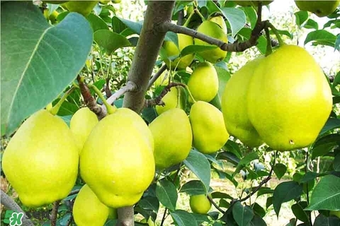 黃香梨好吃還是綠香梨？香梨什么樣的好？