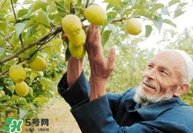 香梨吃多了會(huì)怎樣？香梨一天可以吃幾個(gè)？