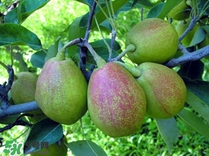 香梨吃多了會(huì)怎樣？香梨一天可以吃幾個(gè)？