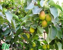 黃香梨好吃還是綠香梨？香梨什么樣的好？