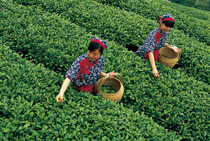 茶葉如何保存才能不變質(zhì),茶葉怎么保存好